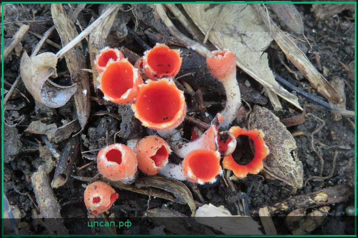 Редкий гриб-цветок Микростома (Microstoma protractum) обнаружен на Южном Урале